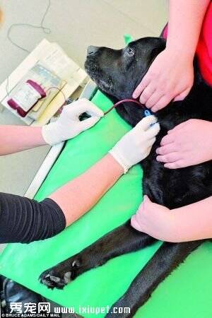 英国宠物狗8年捐血拯救104只狗