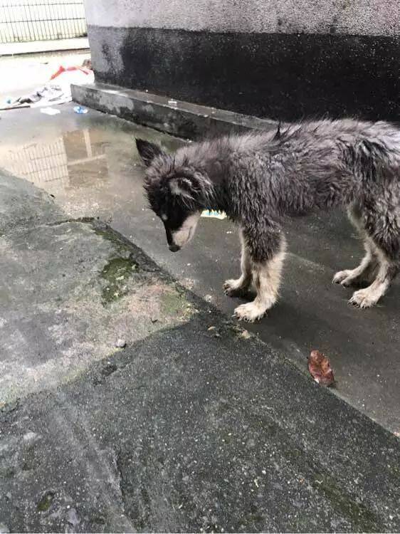 经常喂食公司外的流浪狗被经理骂，姑娘决定淋雨将狗带回家