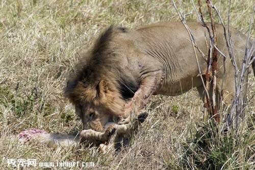 摄影师拍下成年公狮子撕扯幼狮的血腥场面（图）