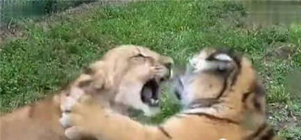 狮子和老虎打架，看完后就知道谁更厉害【组图】
