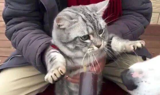 狗狗当着喵星人的面抢了它的零食，猫咪简直一脸生无可恋！