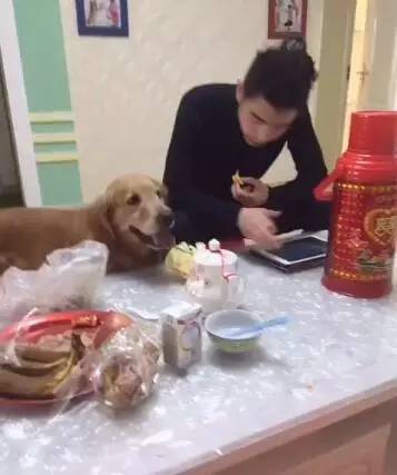 主人太懒了，金毛为这个家真的是操碎了心啊！