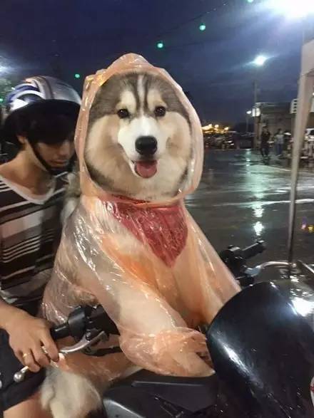 男子遛狗突降大雨，忙把雨衣给了狗子...这小模样太可爱了...