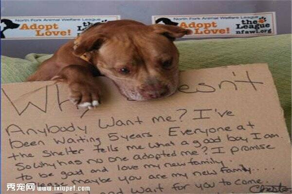 寻获收养主人，纽约动物收容中心为小狗发帖！