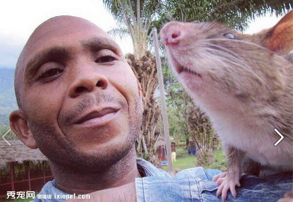 非洲巨鼠为人类做出贡献“扫雷”