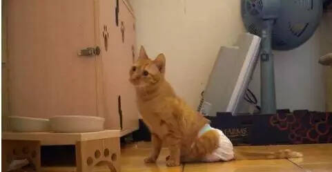 后腿瘫痪的橘猫有了专属“风火轮”，看着它飞奔的瞬间，感动！
