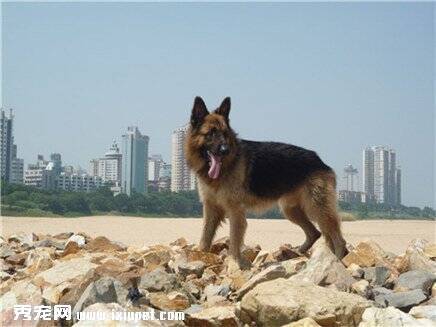 怎么解决德国牧羊犬骨质增生问题？造成骨质增生德原因是什么？