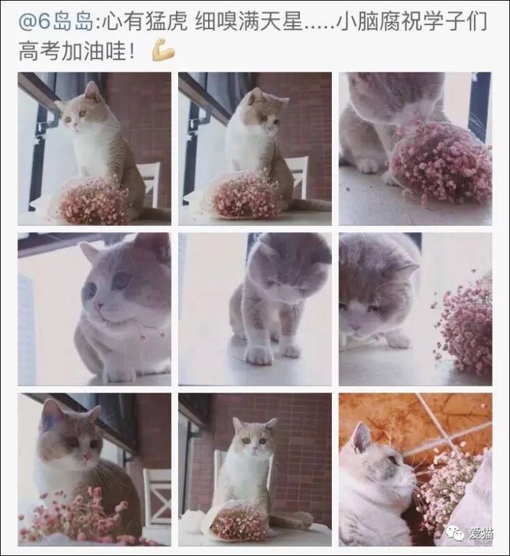 猫每次进门时，都用这种方式求主人，简直可爱爆了！