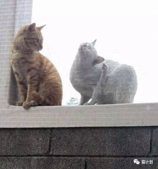 大橘猫情不自禁亲了女神一口，结果悲催了……