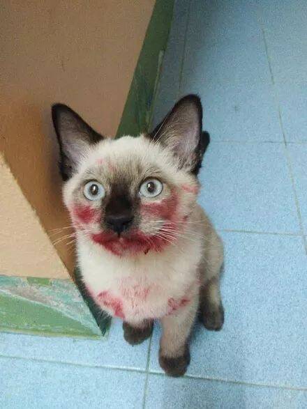 网友回到家发现，发现小猫满脸的血，吓了一跳....