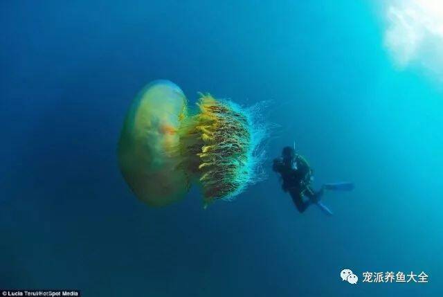 摄影师在水里守候了3天，终于找到了这只世界上最大的水母~