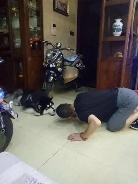 阿拉斯加在睡觉，爸爸非要看看它睡着了没，于是....