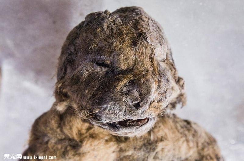 西伯利亚现冰冻万年狮子 尸体保存完整有克隆可能【图】