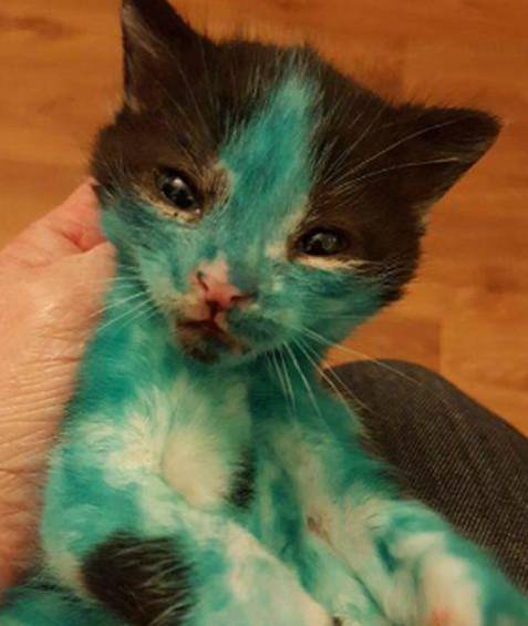 小奶猫被熊孩子折磨全身涂满颜料，幸好被网友救下带了回家