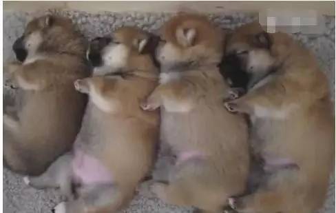 4只小奶狗一起排排睡，睡梦中时不时动一下，太可爱啦！