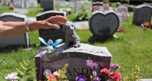 被称为“灰色产业”的宠物殡葬行业，为什么被那么多人看好!