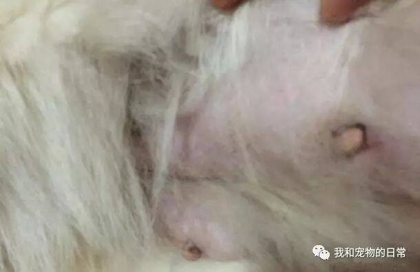 金毛和萨摩耶好上了，结果生下了一窝崽崽，引得网友疯抢！