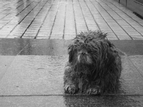 下雨天，两只狗狗站在店门口乞食，却不敢出声....