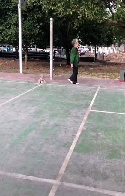 贵宾犬的腿被绳子卡住了，老奶奶以为它不愿走使劲拽着，好随性啊