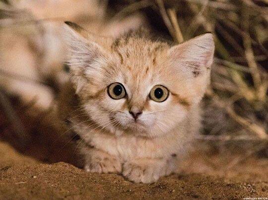 沙漠猫，是唯一一种只生活在沙漠中的猫...萌坏了！