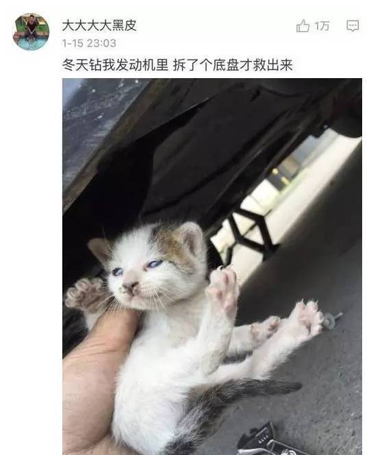 你和你家猫第一次见面是怎样的？太感人了....