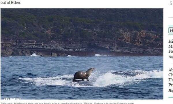 澳洲摄影师捕拍到海狗站在鲸身上霸气仰头
