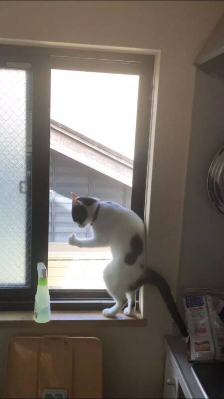 这只站在窗边比“赞”的猫，背后的真相却是....心疼！