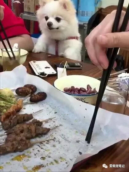 主人给博美犬洗肉肉吃，看的狗狗口水直流：我不要面子了，要吃的