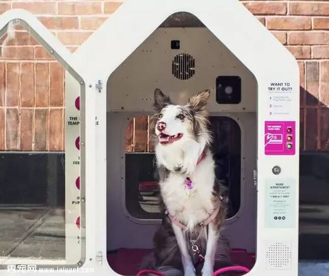 公众场所禁止携带宠物，造就了“共享狗屋”