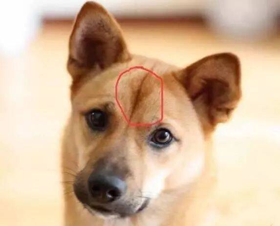 中华田园犬额头都有根“线”，但是无人知道那是啥？
