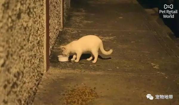 波多黎各的传奇“猫人” 一件小事他坚持了10多年