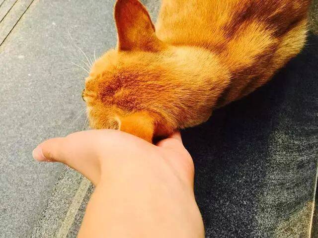 网友好心喂了一只橘猫后，橘猪每天拖家带口过来蹭吃