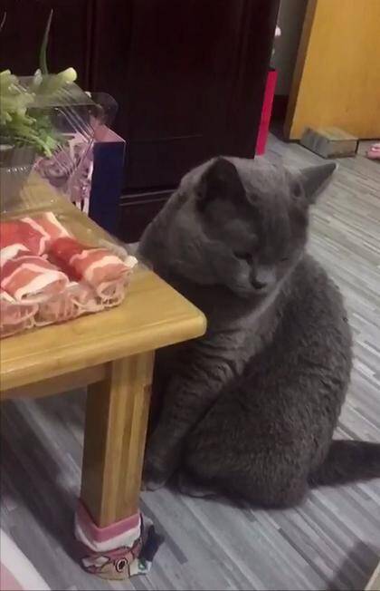 蓝猫闻了一下肉肉，主人一声“嘶”吼后，猫咪的小白眼翻出天际了