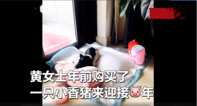 宠物小香猪变成大肥猪，饲主怀疑被骗