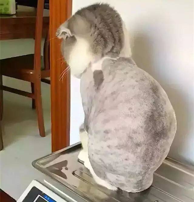 猫咪剃毛后，看铲屎官的眼神都变了