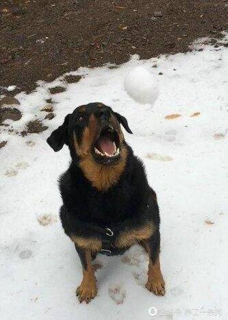 狗狗跟主人玩接雪球，接到的那一刻，笑喷网友
