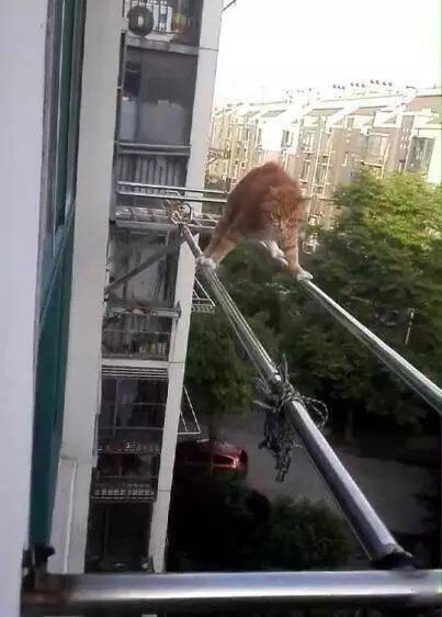 网友听见窗外有猫咪的惨叫，跑到阳台一看，腿都吓软了