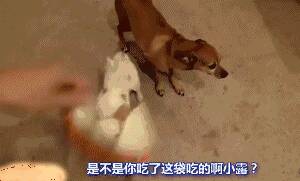 狗狗犯错后的反应...一定有你家的！