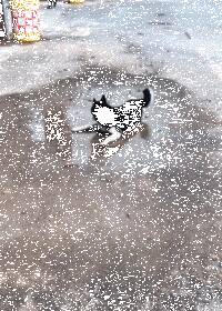 二哈跑过一滩水时脚滑了一下，为了化解尴尬它竟然....