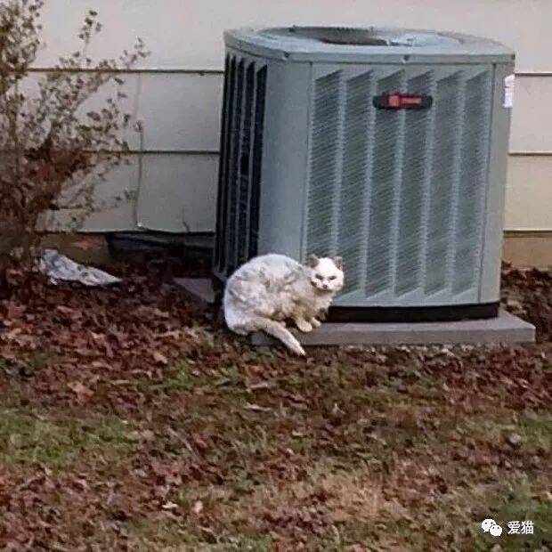 名叫“白雪公主”的流浪猫，却过着超悲催的生活，直到被救后...