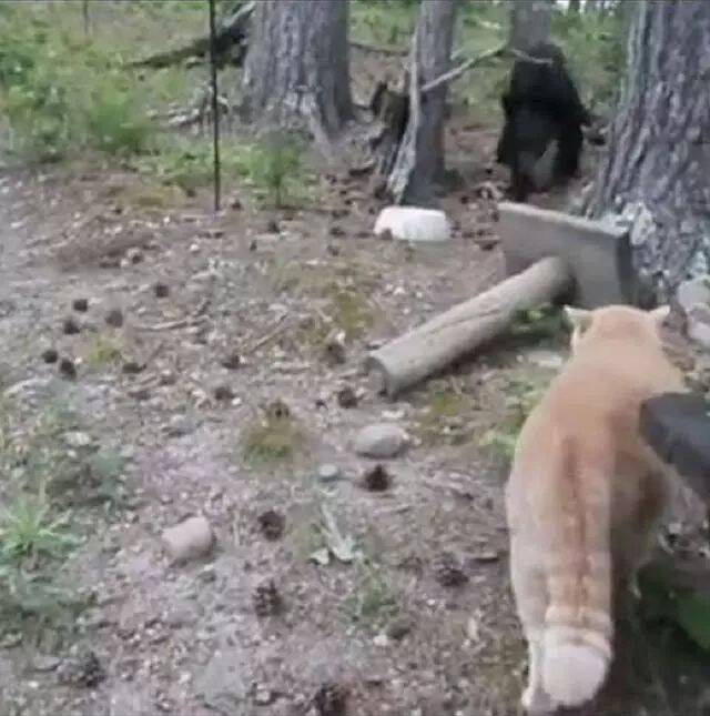 森林中猫咪遇到熊，熊：我以为是只老虎 猫：跑过去才发现这么大