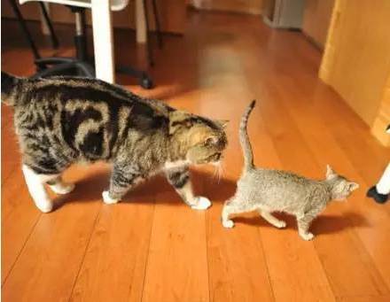 当小奶猫跟着大肥猫一起长大，结果有点辣眼睛啊！