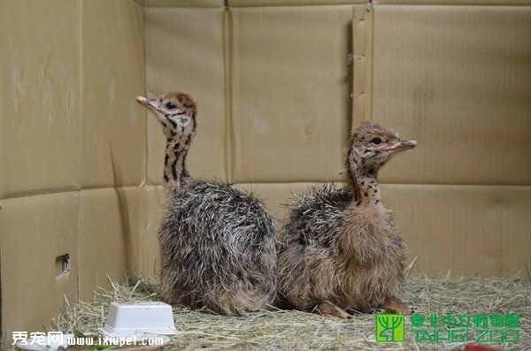 动物园双胞胎鸵鸟宝宝诞生