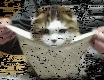 一只特别爱干净的猫咪，每次吃饭的时候都会乖乖的戴餐巾~