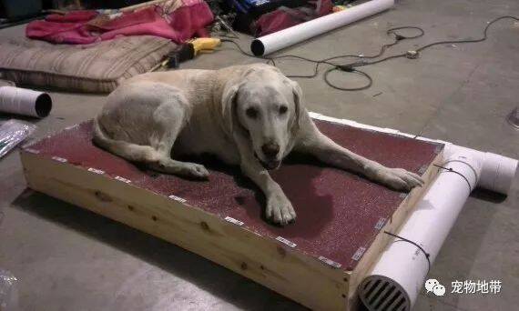 天气渐热小哥决定为狗狗做一个空调床  成品虽简陋但爱意满满