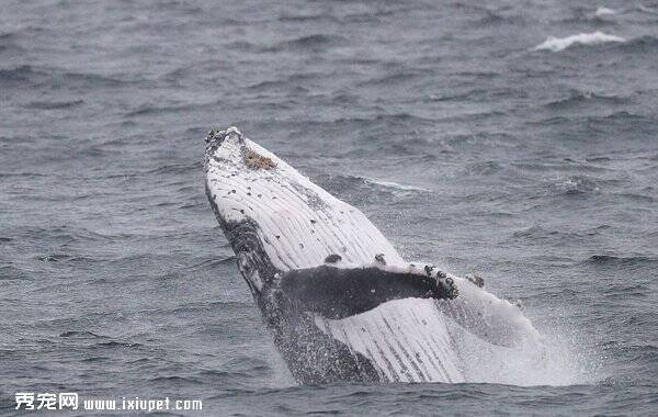 成群座头鲸迁徙澳大利亚，上演精彩表演