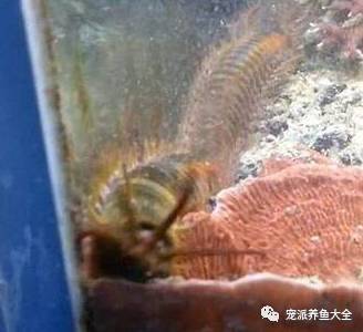 惊悚！男子在自家鱼缸中养鱼，竟然养出1米大怪虫！