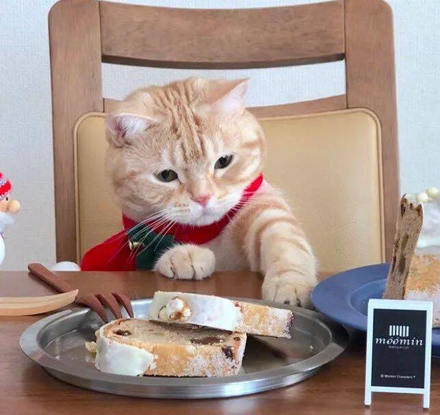 一只凭借“餐桌照”走红的小橘猫：我就看看我不吃还不行嘛！