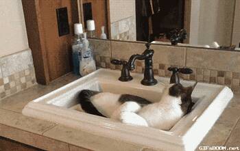 一只回自己洗澡的喵星人，又一只假猫！