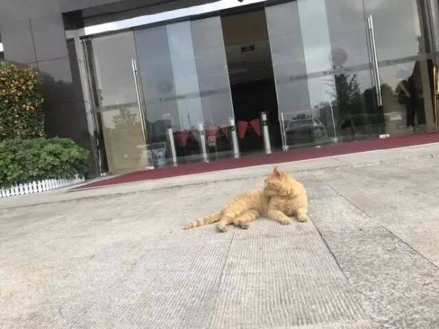 偶遇一只大橘猫，本想出手救助，一看橘猫的背景，让人自叹不如！